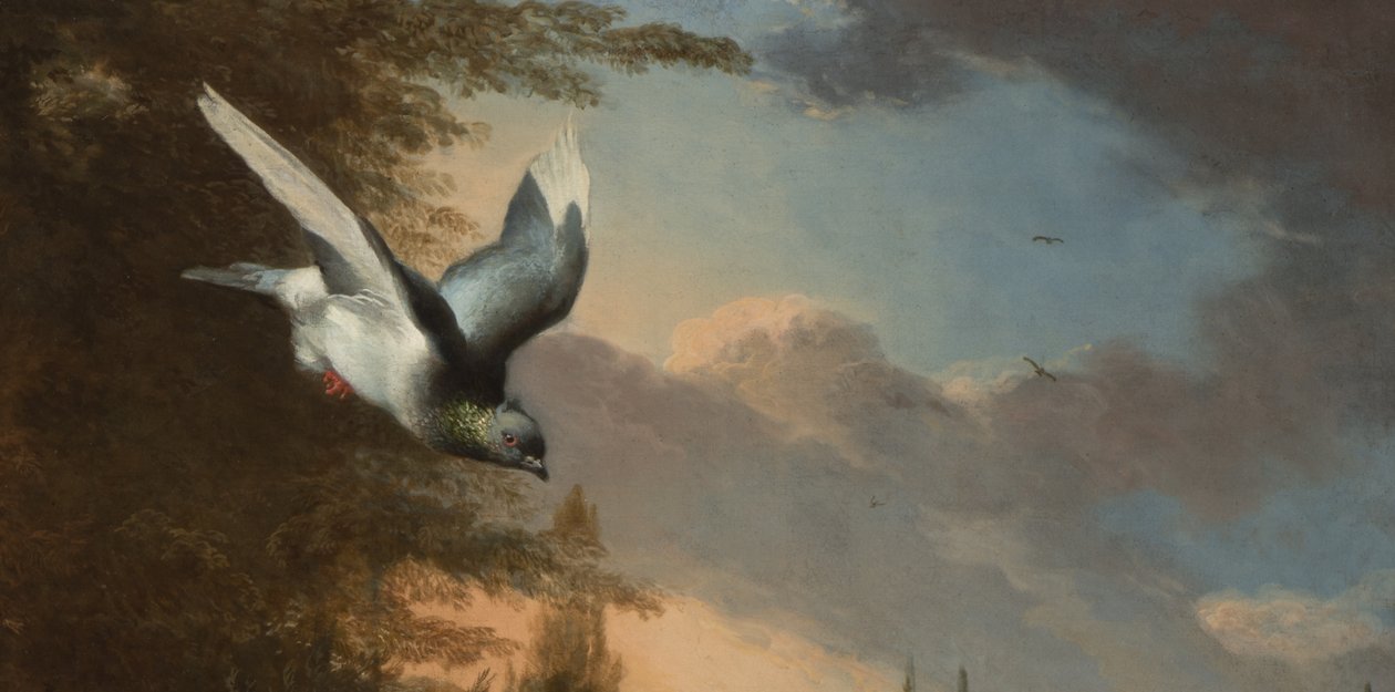 Detalje fra Menageriet, ca. 1680 (olie på lærred) af Melchior de Hondecoeter