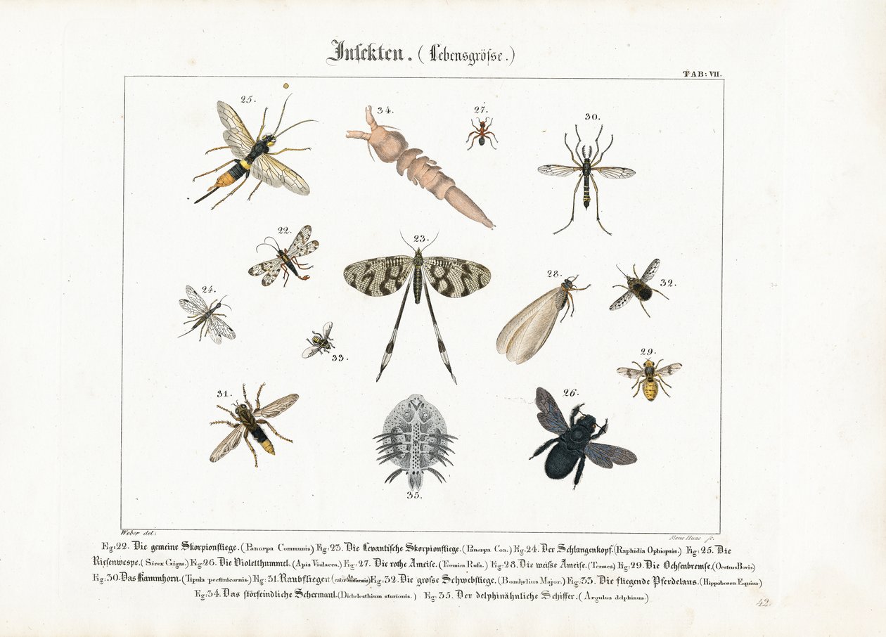 Forskellige insekter med fokus på Hymenoptera og Diptera af Meno Haas