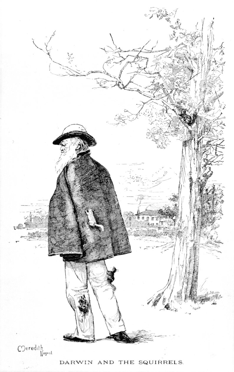 Darwin and the Squirrels, illustration fra Charles Darwin, His Life and Work af Charles Frederick Holder, 1899 af Meredith Nugent