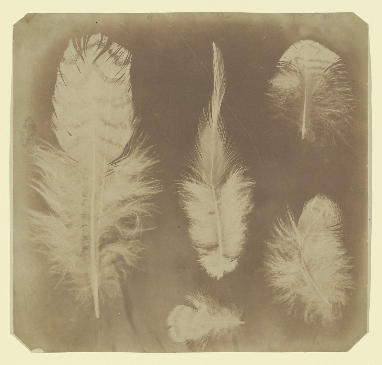 Kyllingefjer, ca. 1840. af Mervyn Herbert Nevil Story Maskelyne