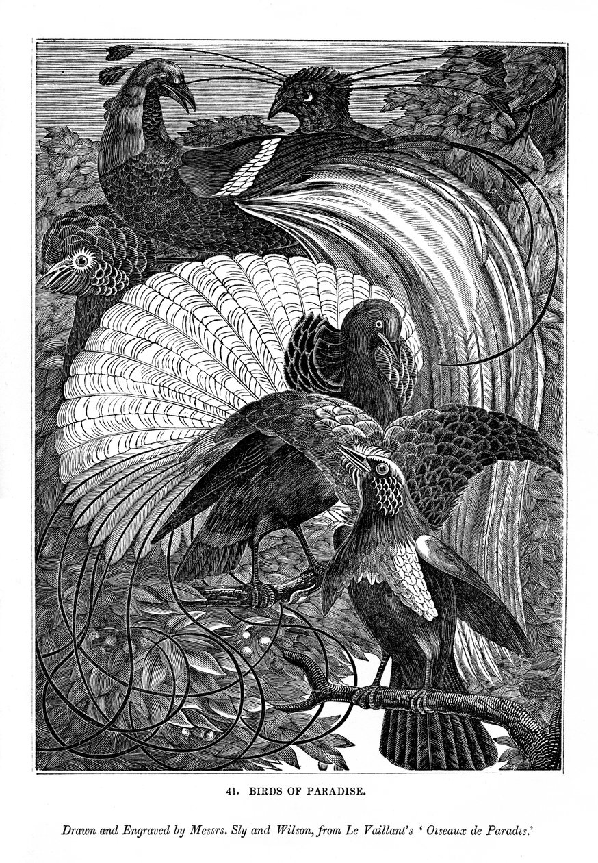 Paradisfugle, c1770-1820 1843 af Messrs Sly and Wilson