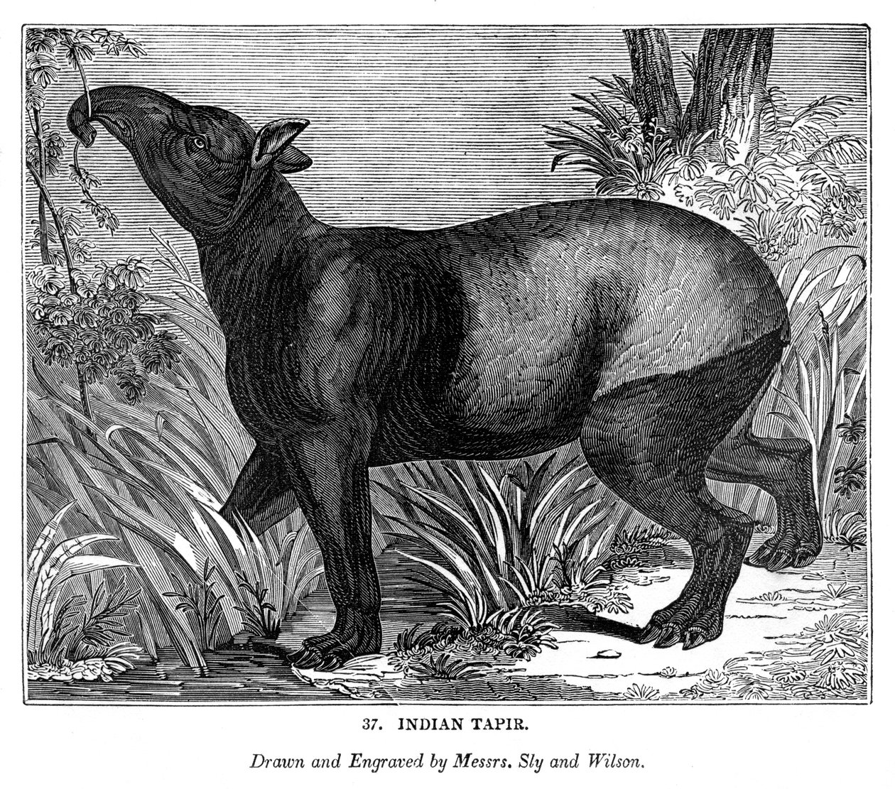 Indisk Tapir, 1843 af Messrs Sly and Wilson