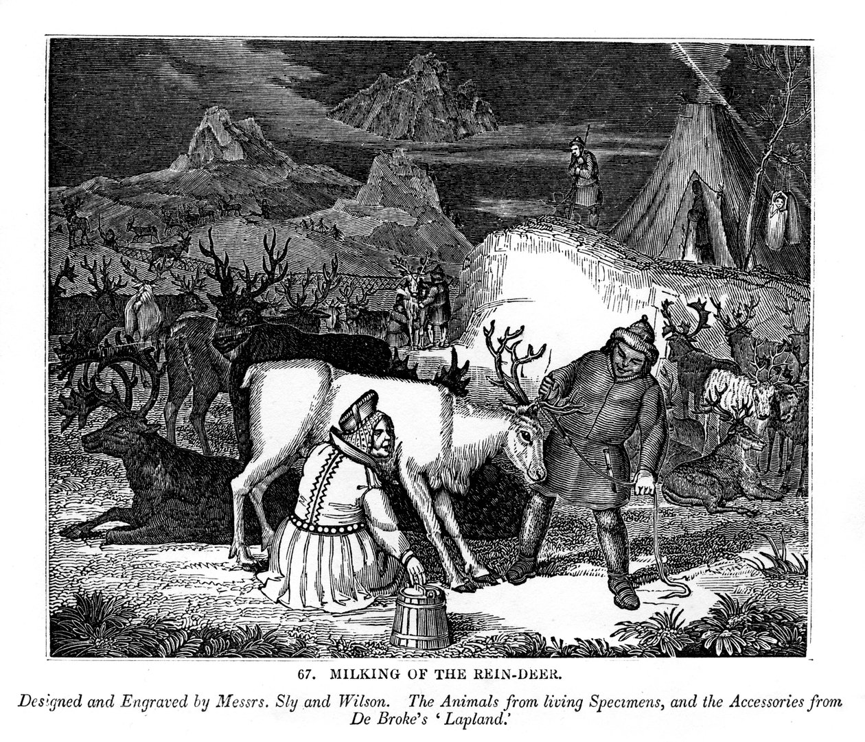 Malkning af rensdyr, 1843 af Messrs Sly and Wilson