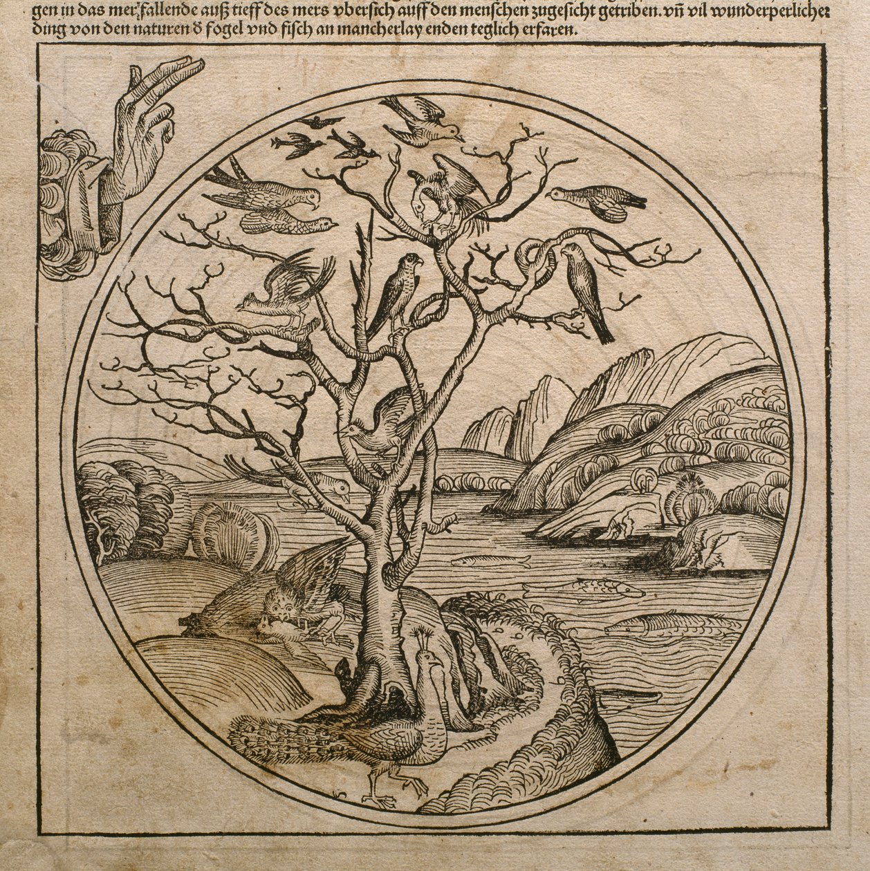 Gud Fader skaber fuglene og fiskene, illustration fra "Liber Chronicarum" af Hartmann Schedel (1440-1514), udgivet i Nürnberg i 1493. af Michael and Pleydenwurff, W. Wolgemuth