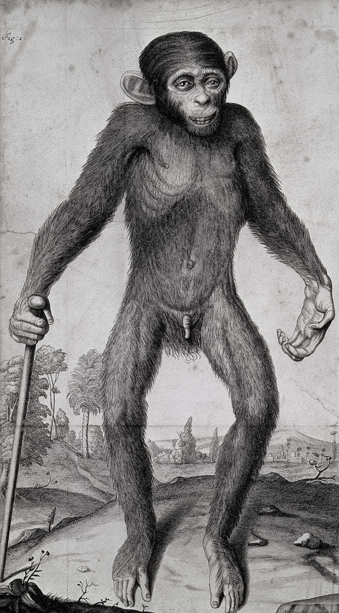Chimpanse, 1699 af Michael van der Gucht