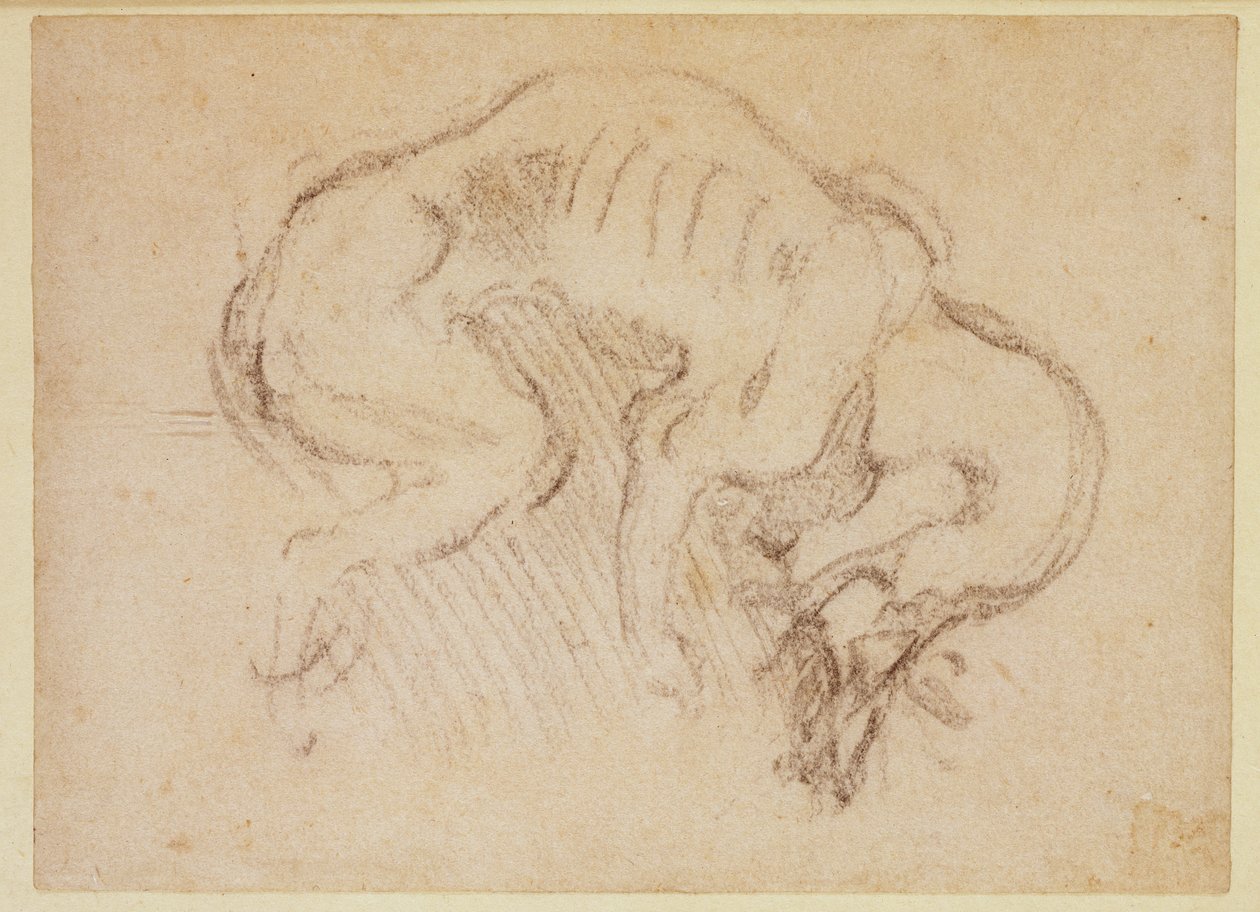 Studie af en hund (kul på papir) (recto) af Michelangelo Buonarroti
