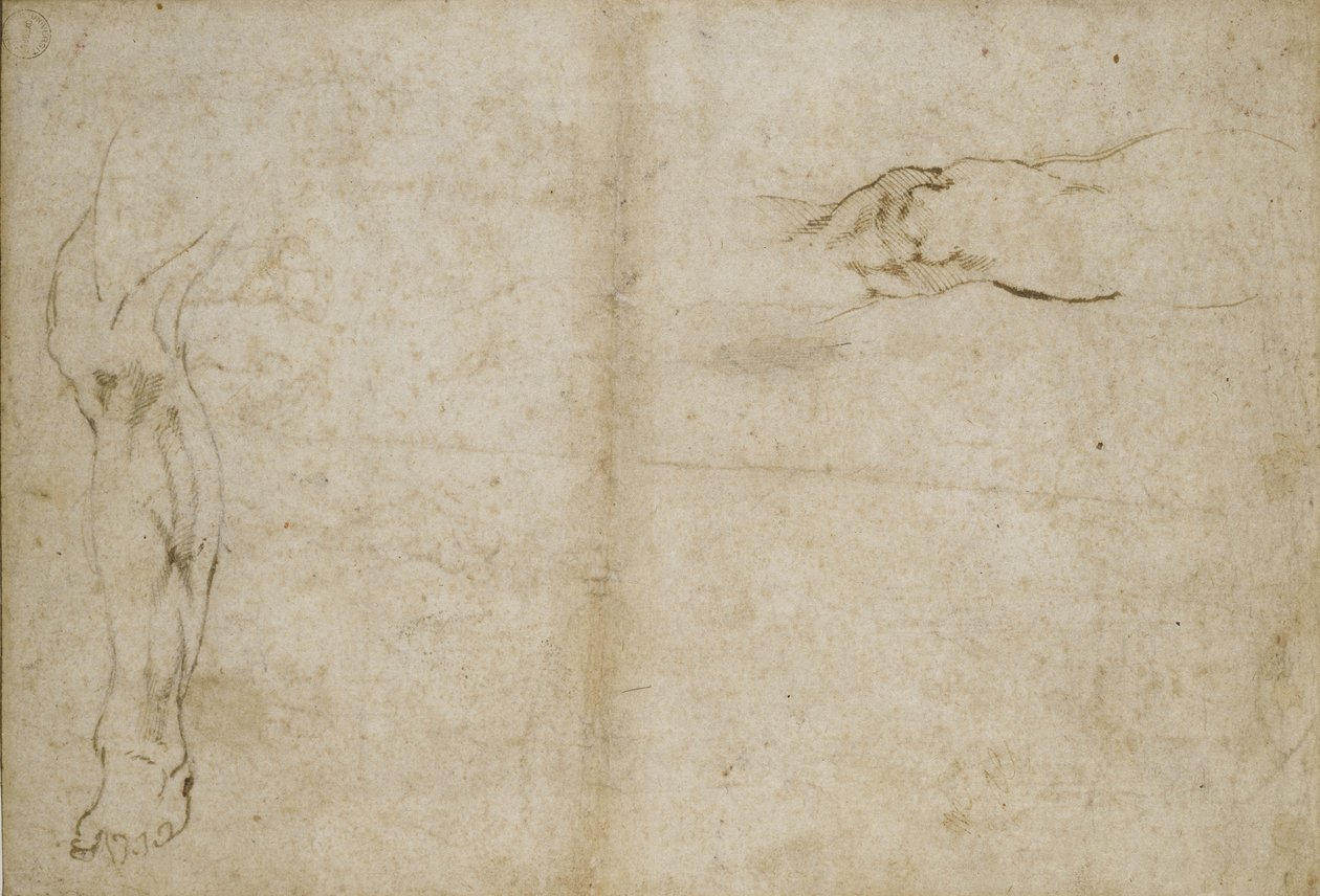 Studie af et menneskeligt ben, 1500-tallet af Michelangelo Buonarroti