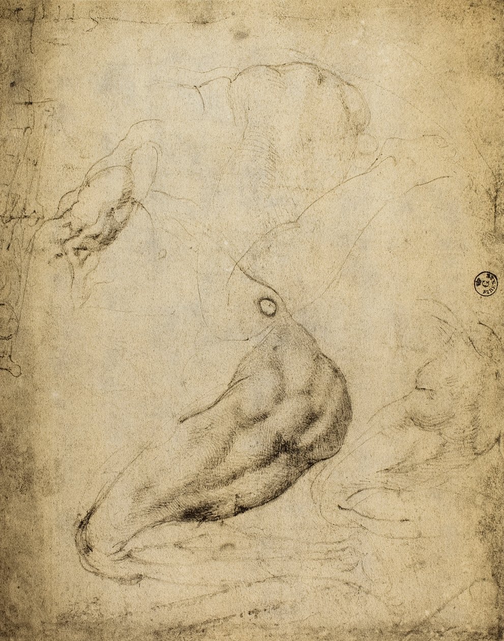 Anatomisk undersøgelse: tegning af Michelangelo bevaret i rummet for tegninger og tryk, Uffizi Gallery, Firenze. af Michelangelo Buonarroti