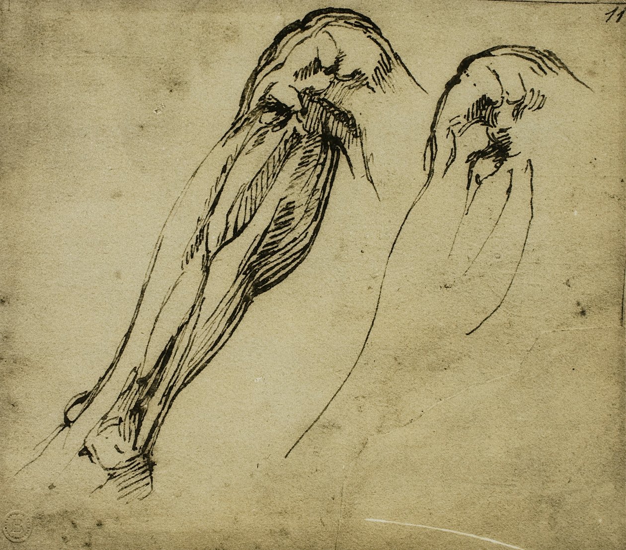 Anatomiske studier af et ben, tegning af Michelangelo. Casa Buonarroti, Firenze af Michelangelo Buonarroti
