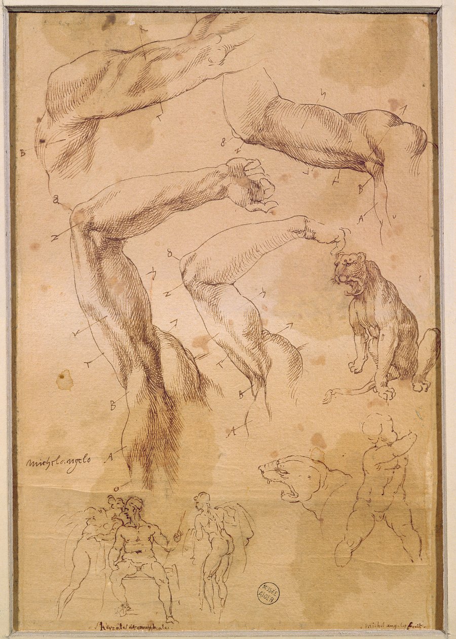 Ms H 184 fol.202 Studier af løftede arme, en vild kat og en gruppe figurer af Michelangelo Buonarroti