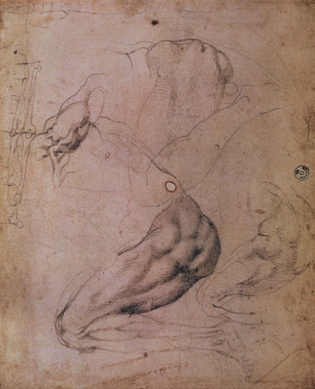 Det sixtinske kapel loft (1508-12): skitser af Evas skikkelse fra scenen med Den oprindelige synd (kul på papir) af Michelangelo Buonarroti