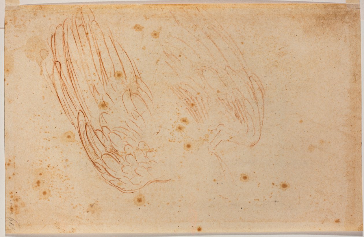 Skitse af en ørn af Michelangelo Buonarroti