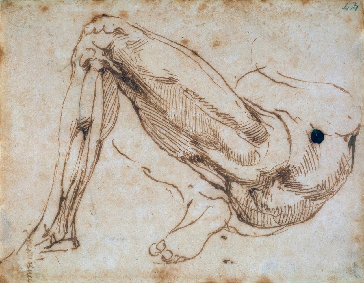 Studie af et ben af Michelangelo Buonarroti