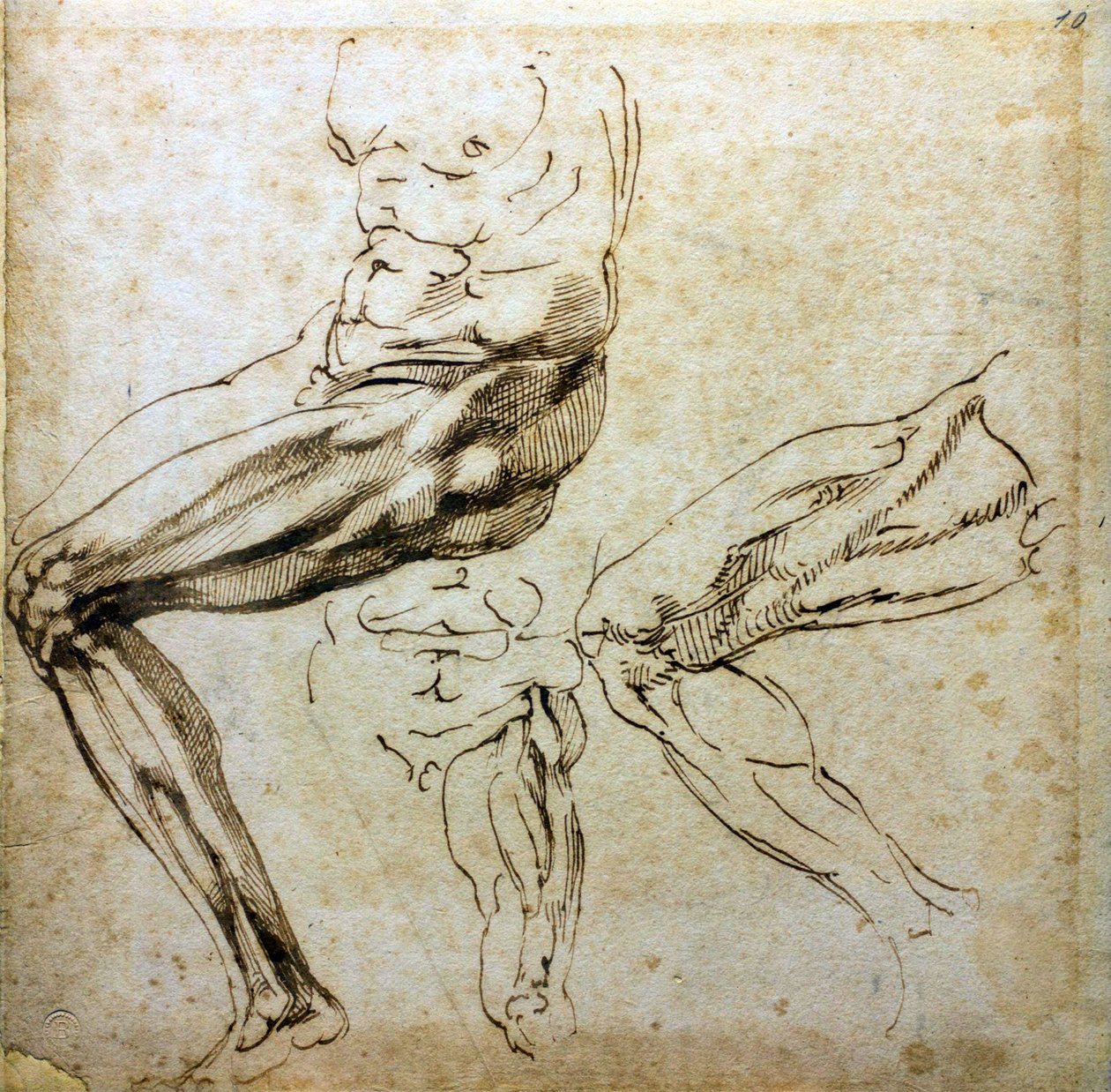 Studier af ben, 1524-1525 af Michelangelo Buonarroti