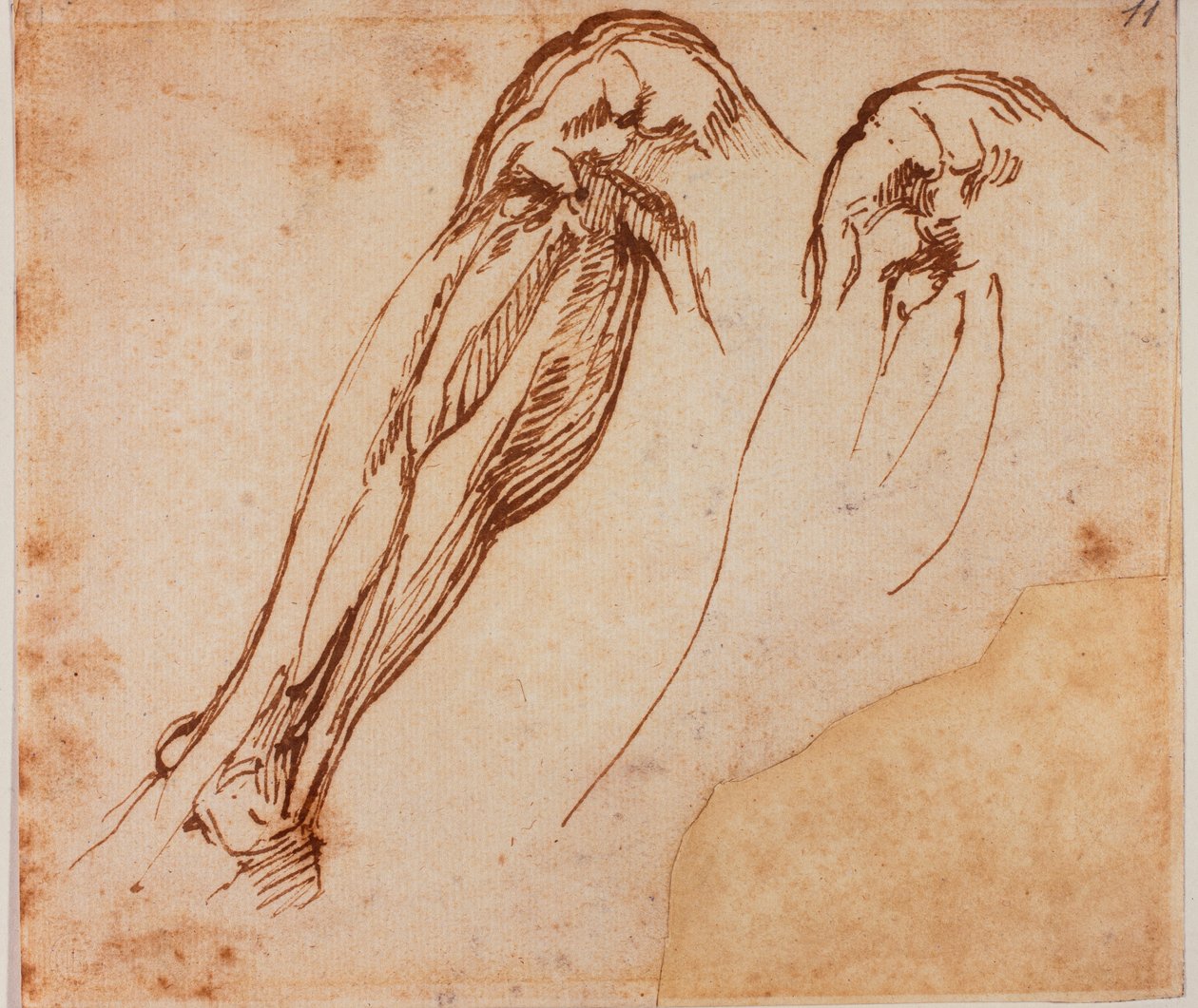 To undersøgelser af ben af Michelangelo Buonarroti