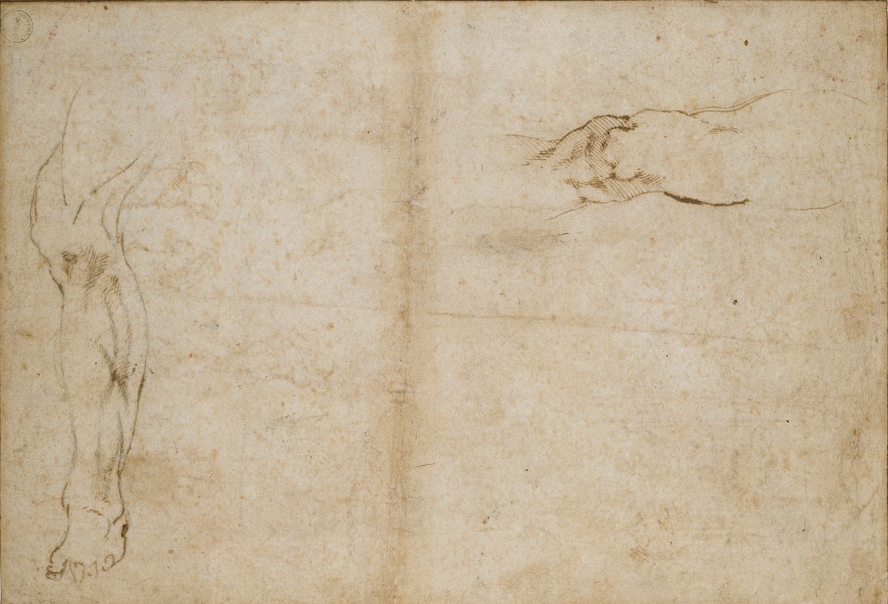 Bagside: Studier af en mands ben, c1490-1560 af Michelangelo Buonarroti