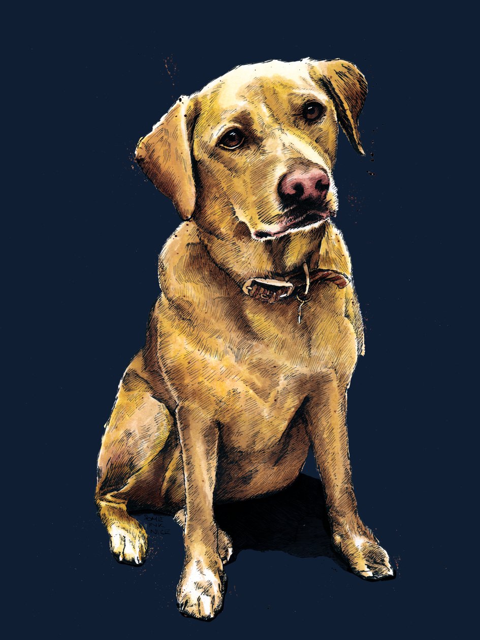 Daisy The Labrador on Midnight Blue, 2020 af Mike Davis
