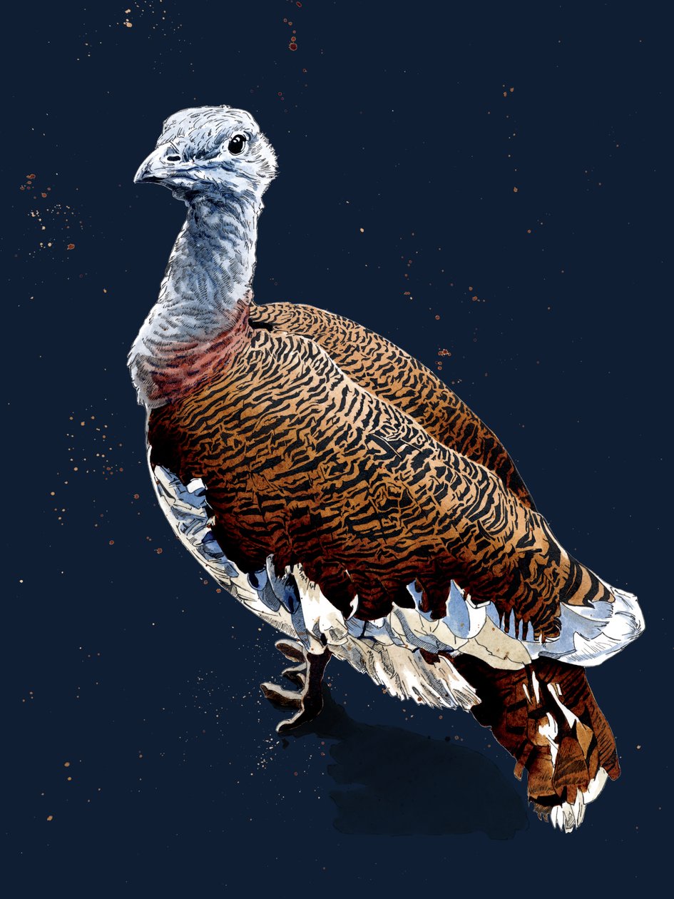 Great Bustard on Midnight Blue, 2020 af Mike Davis