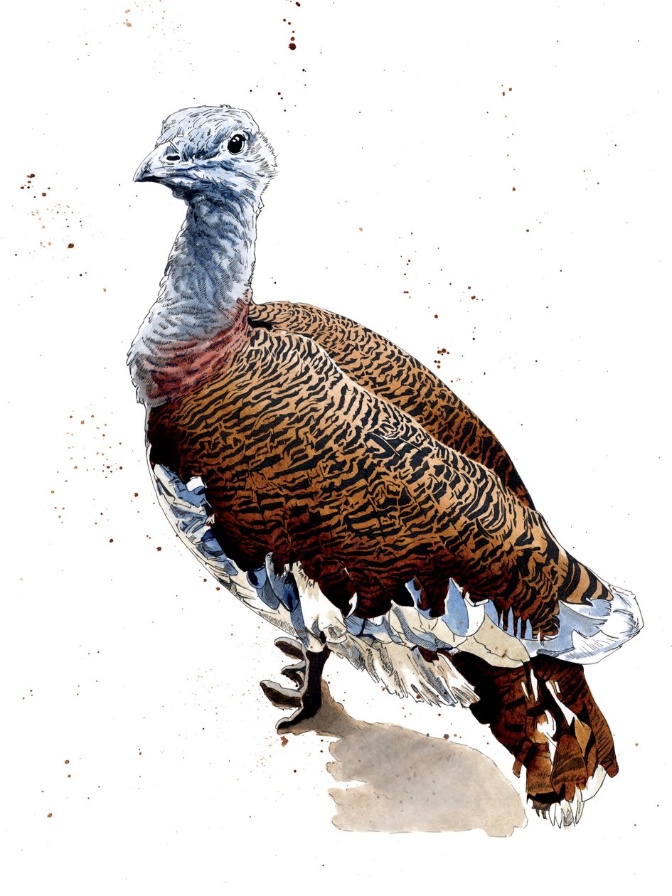 Great Bustard on White, 2020 af Mike Davis