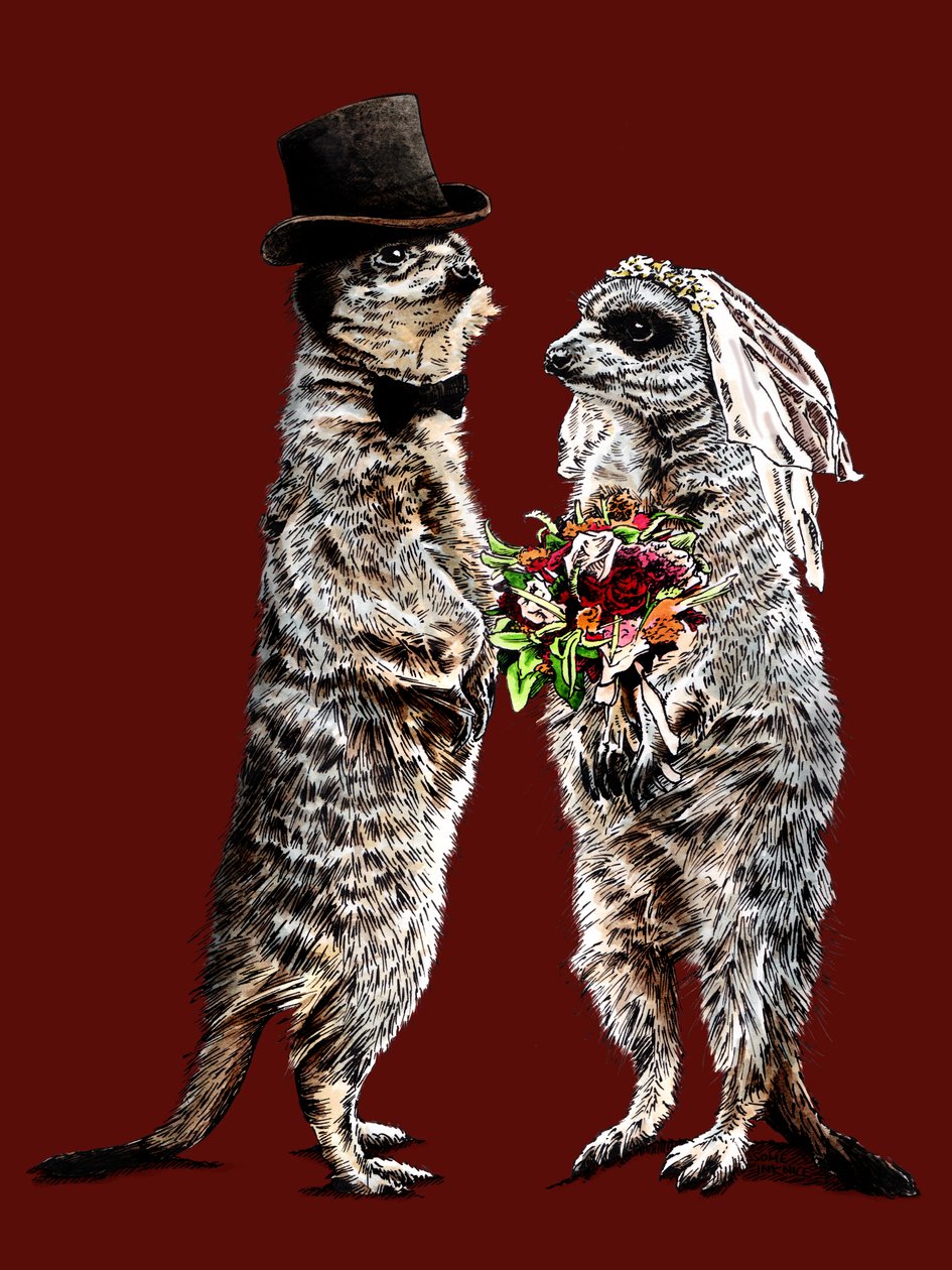 Gift Meerkats på Red Oxide, 2020 af Mike Davis