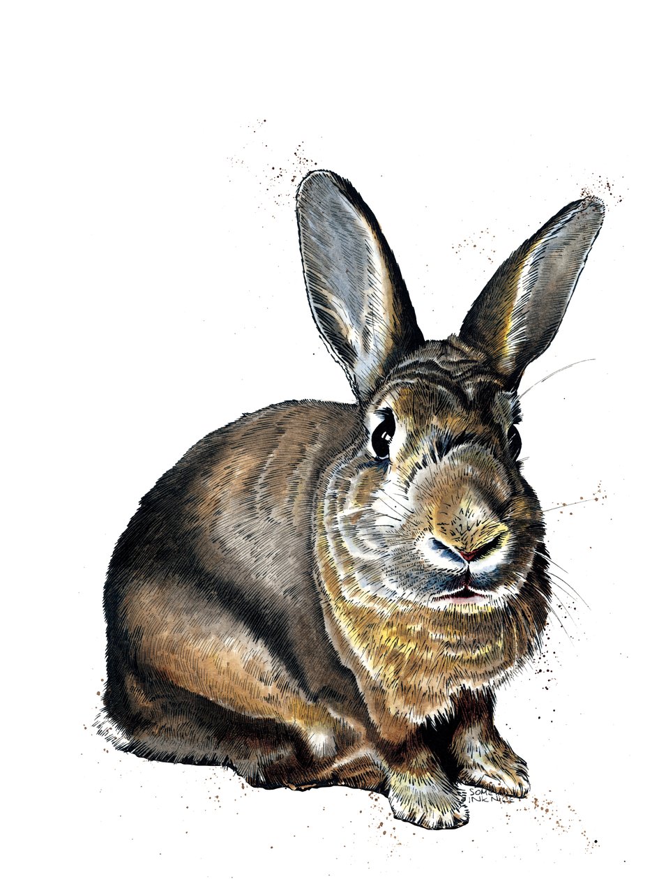 Meg The Bunny on White, 2019 af Mike Davis