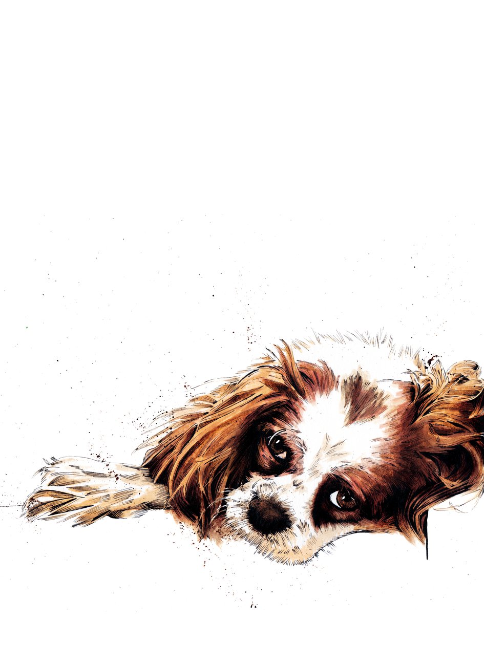 Meg The Spaniel on White, 2020 af Mike Davis
