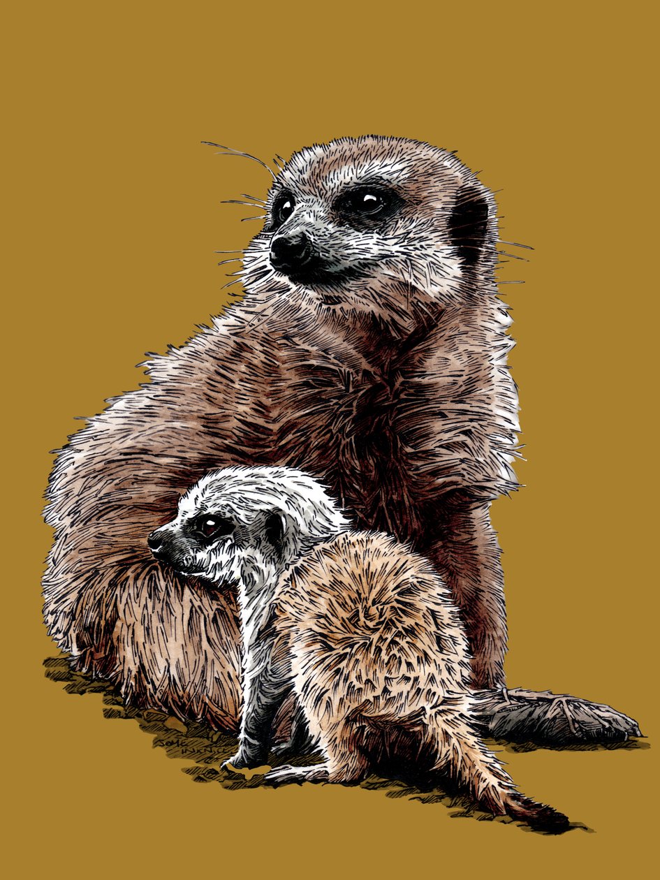 New Baby Meerkats på Golden Yellow, 2020 af Mike Davis