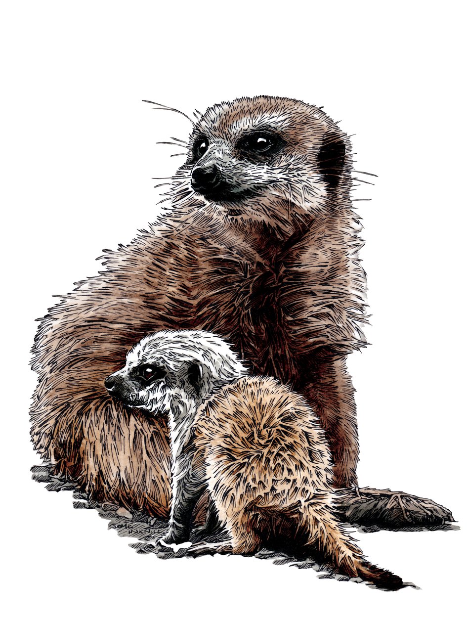 New Baby Meerkats on White, 2020 af Mike Davis