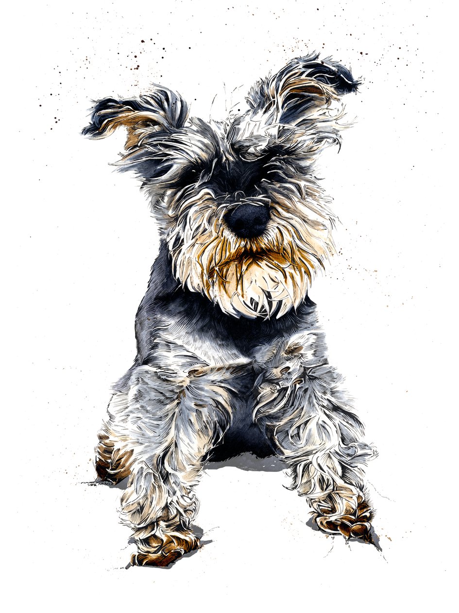 Ollie Schnauzeren på hvidt, 2019 af Mike Davis