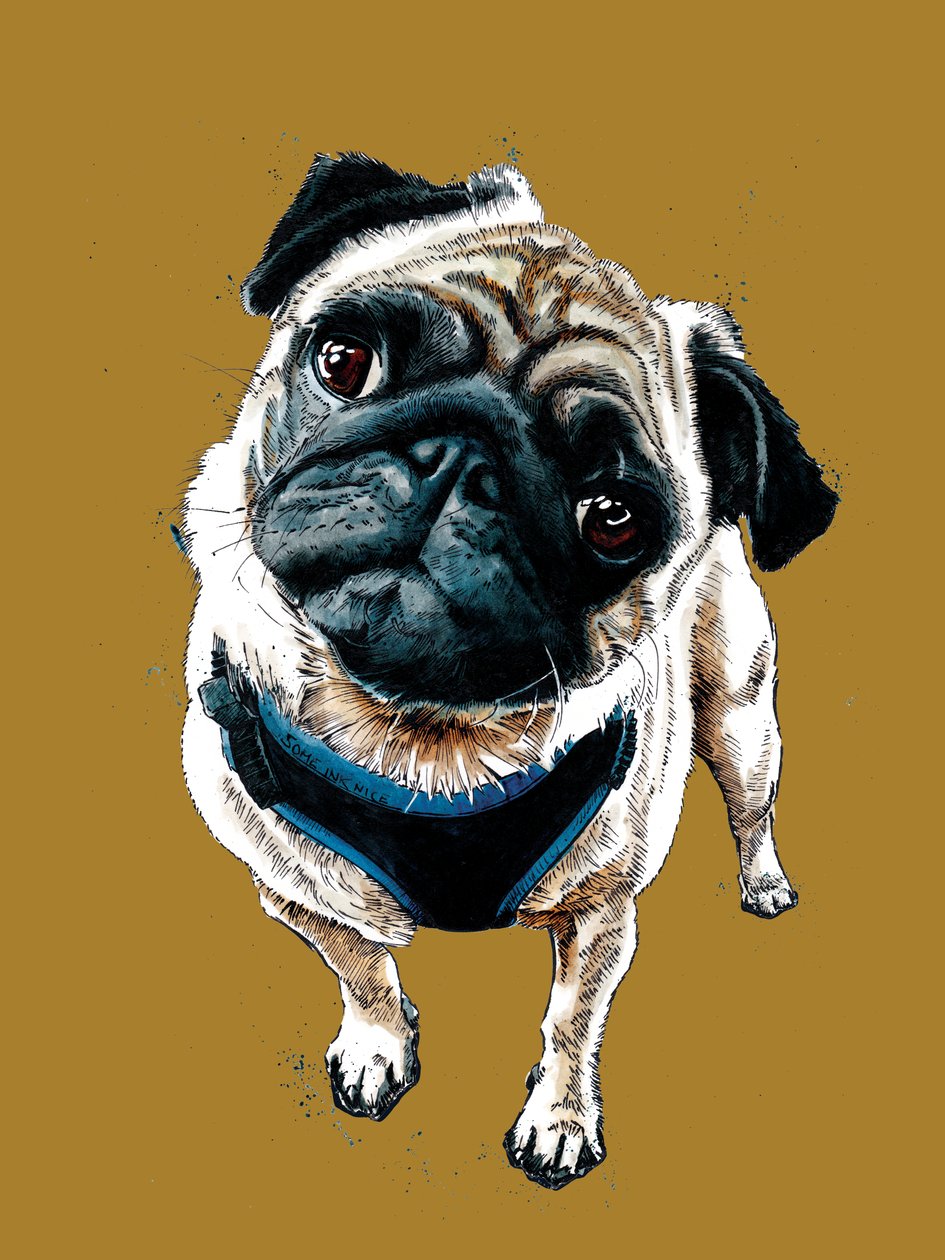 Teddy The Pug on Golden Yellow, 2020 af Mike Davis