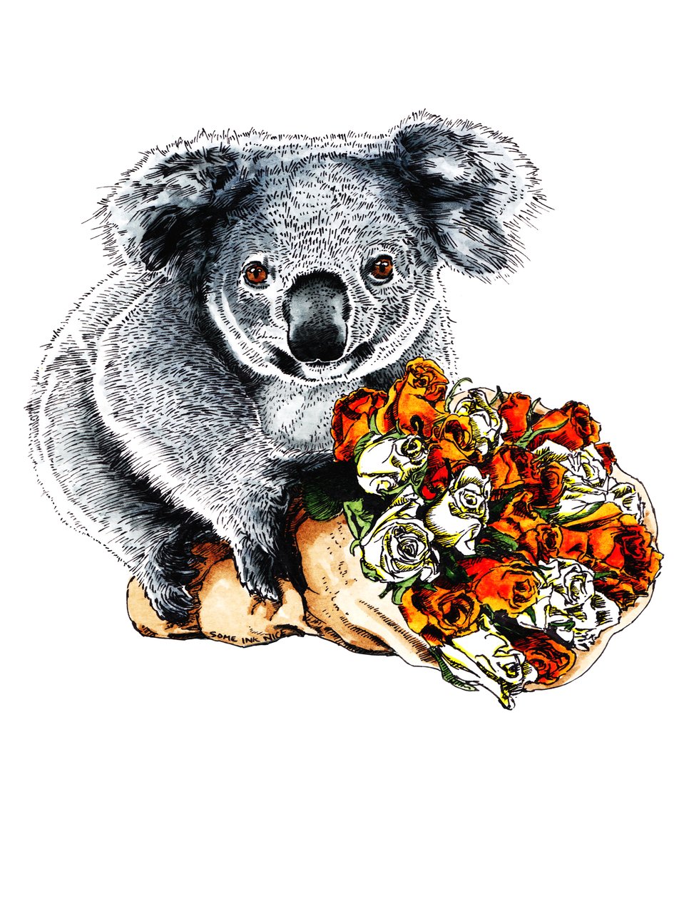 Tak Koala på hvidt, 2020 af Mike Davis