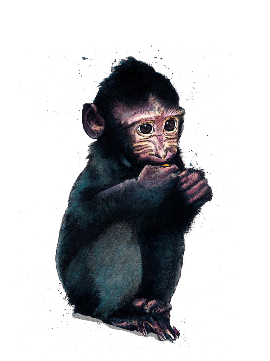 The Baby Makaque on White, 2020 af Mike Davis