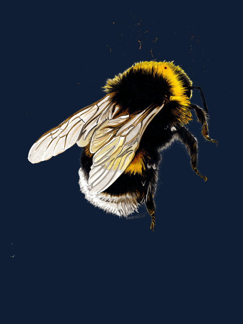 The Bee on Midnight Blue, 2020 af Mike Davis