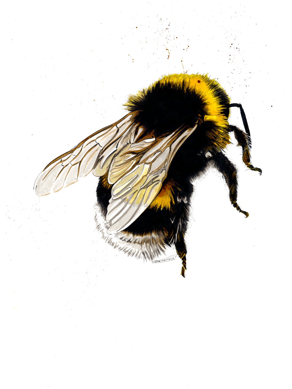 The Bee on White, 2019 af Mike Davis