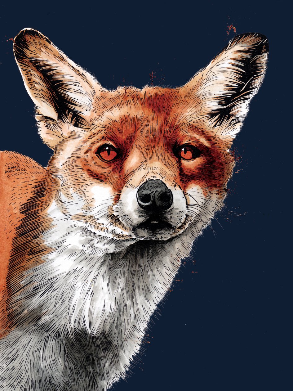 The Fox on Midnight Blue, 2020 af Mike Davis