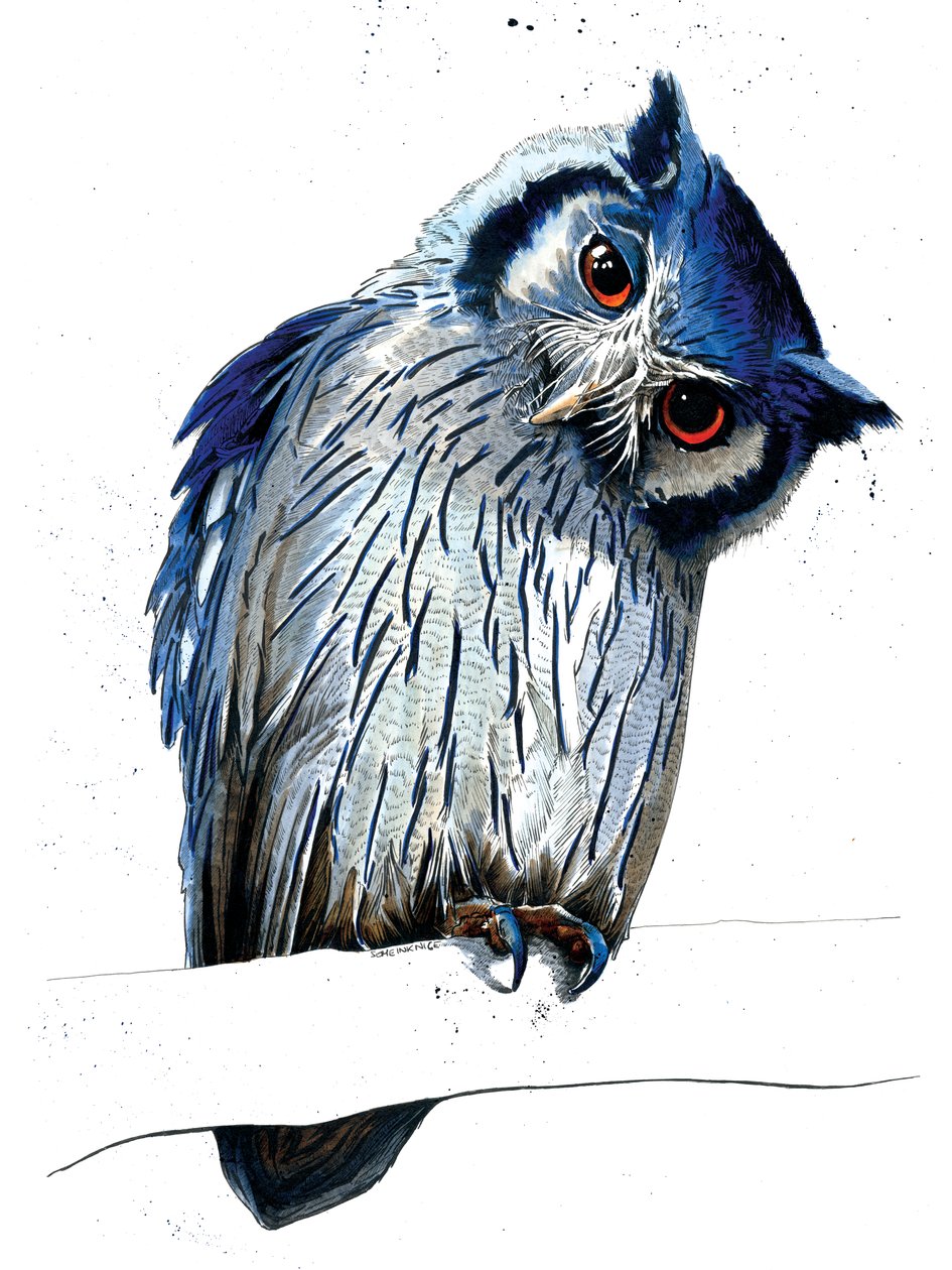 The Northern White-faced Owl on White, 2019 af Mike Davis
