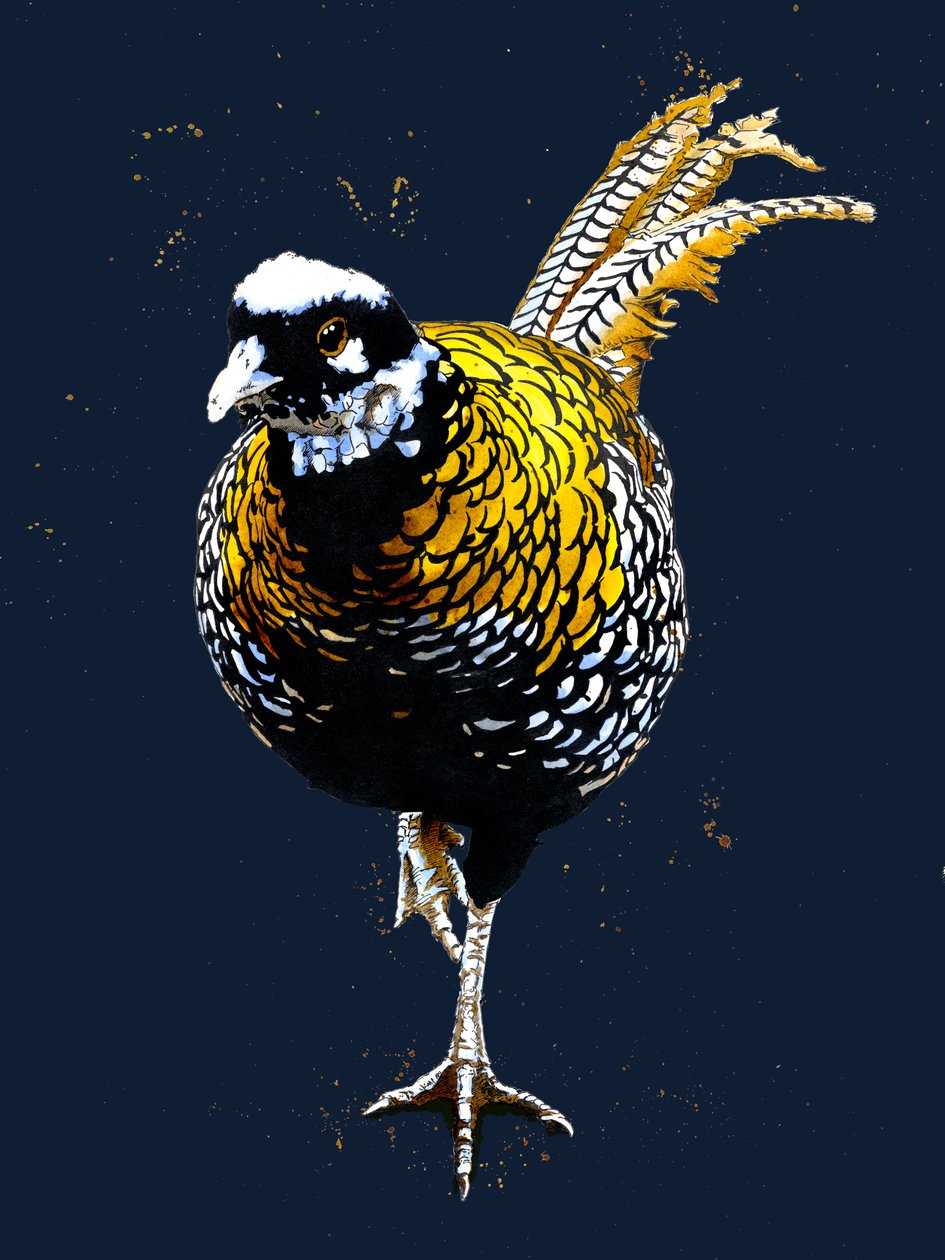 The Reeves Pheasant on Midnight Blue, 2020 af Mike Davis