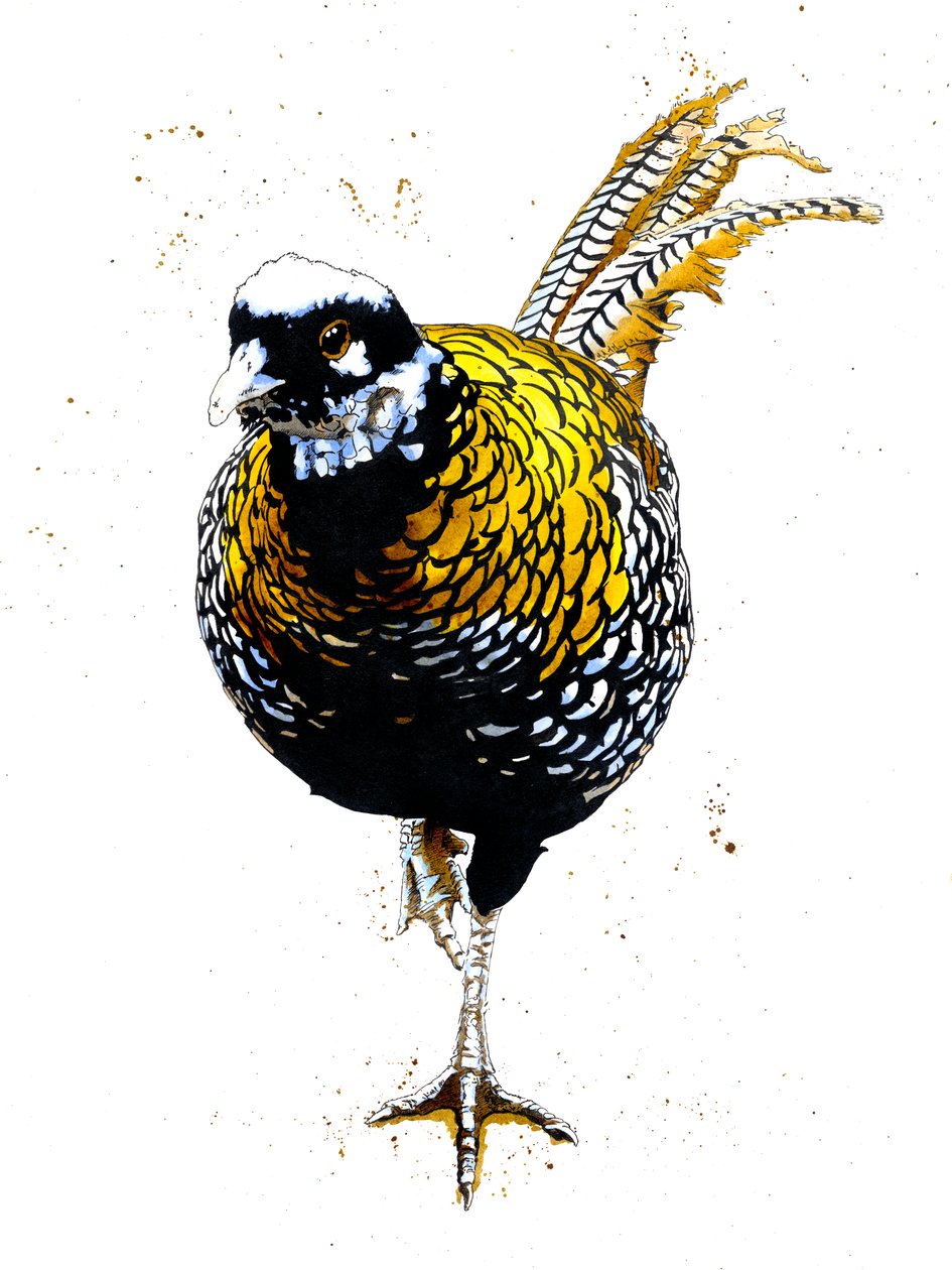 The Reeves Pheasant on White, 2019 af Mike Davis
