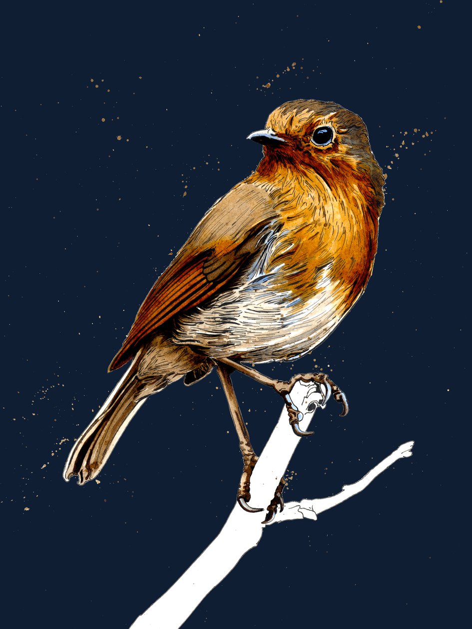 The Robin on Midnight Blue, 2020 af Mike Davis