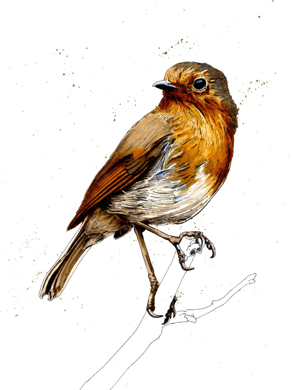 The Robin on White, 2019 af Mike Davis