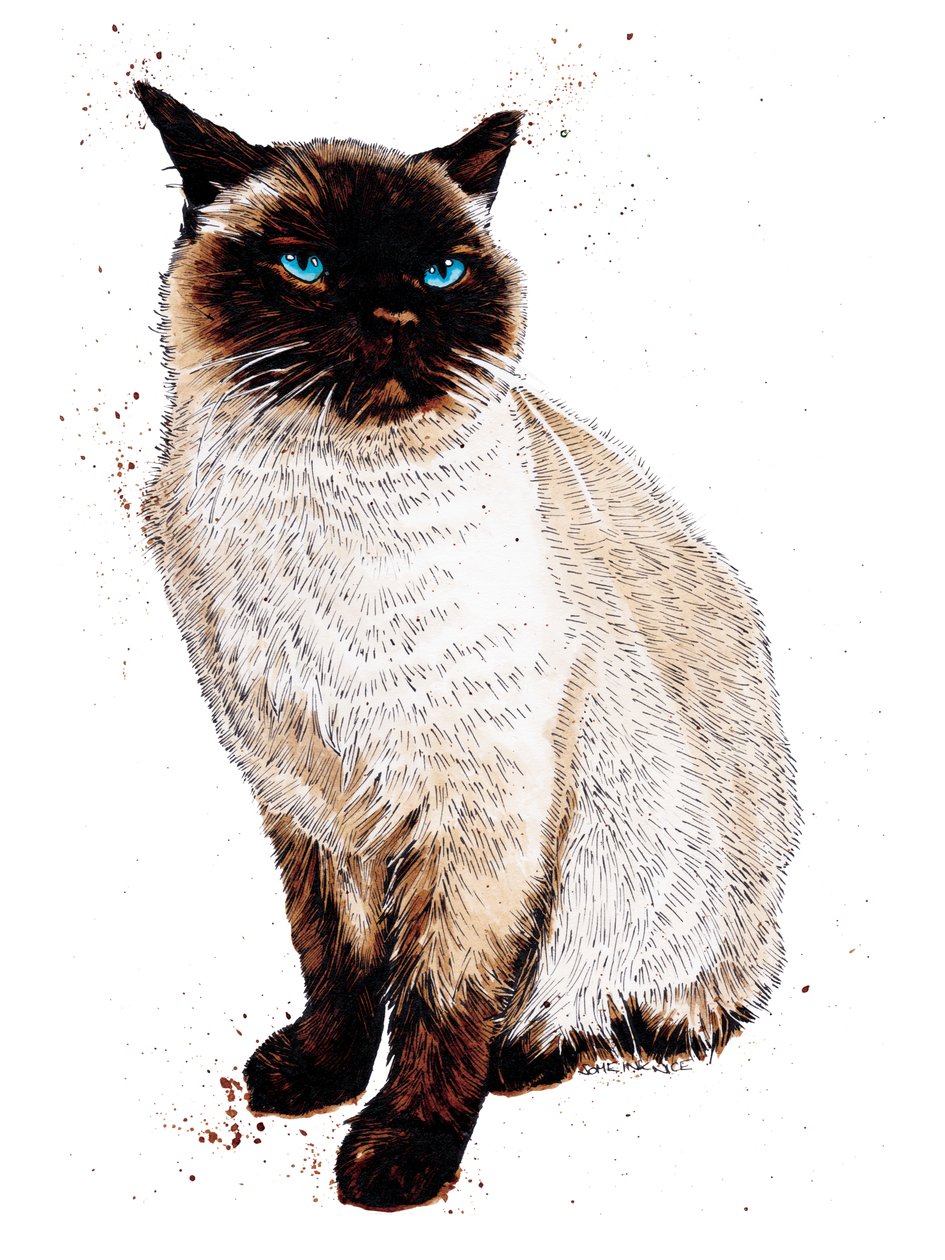 Den siamesiske kat på hvidt, 2020 af Mike Davis