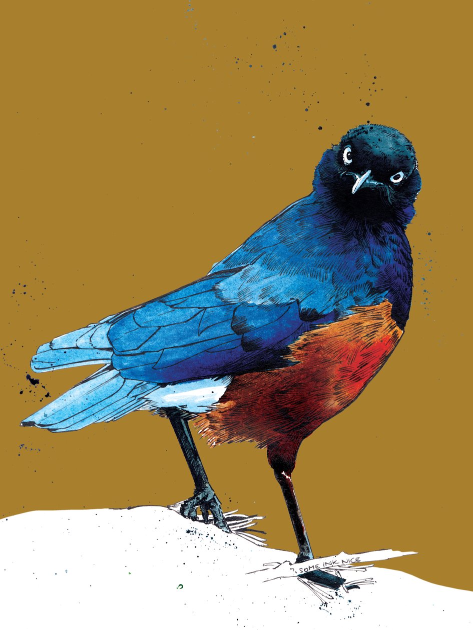 The Superb Starling on Golden Yellow, 2020 af Mike Davis