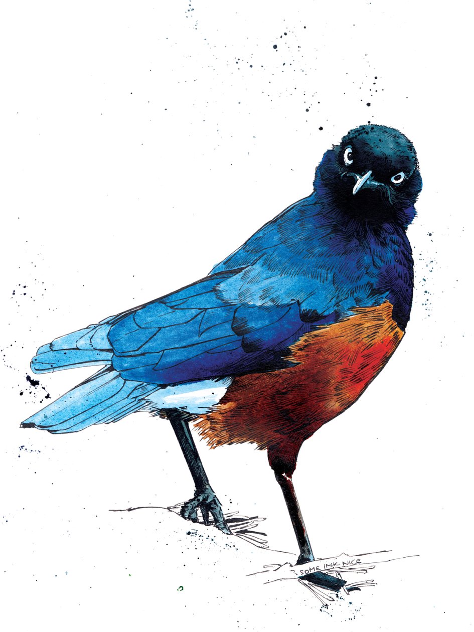 The Superb Starling on White, 2020 af Mike Davis