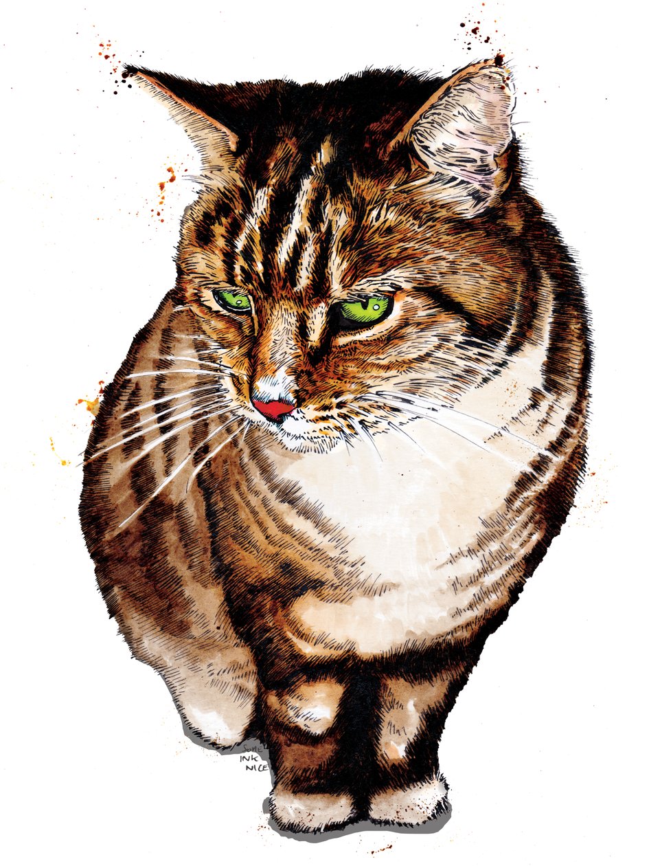 Tabby Cat on White, 2020 af Mike Davis