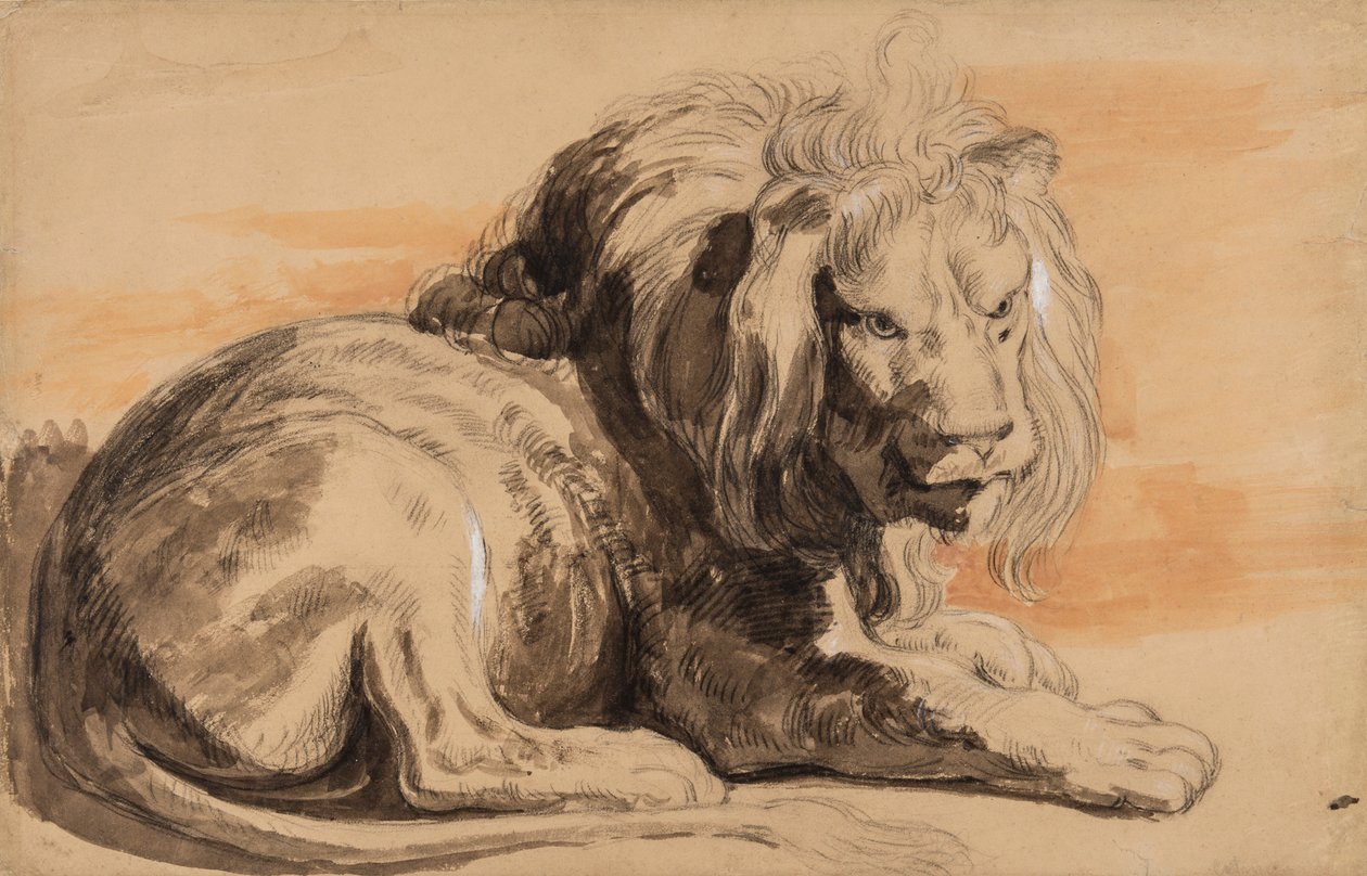 Rubensløven, ca. 1840 (kridt, wc og gouache på solbrunt papir) af Miles Edmund Cotman
