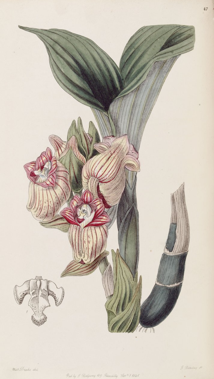 Acanthephippium javanicum (stavet Acanthophippium javanicum) af Miss Drake