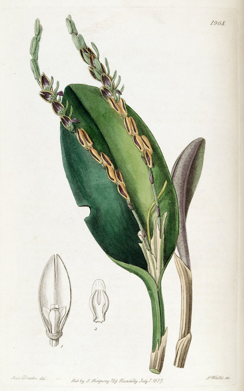 Acianthera saurocephala (som syn. Pleurothallis saurocephala) af Miss Drake