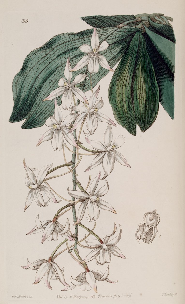 Aerangis biloba (som syn. Angraecum bilobum) af Miss Drake