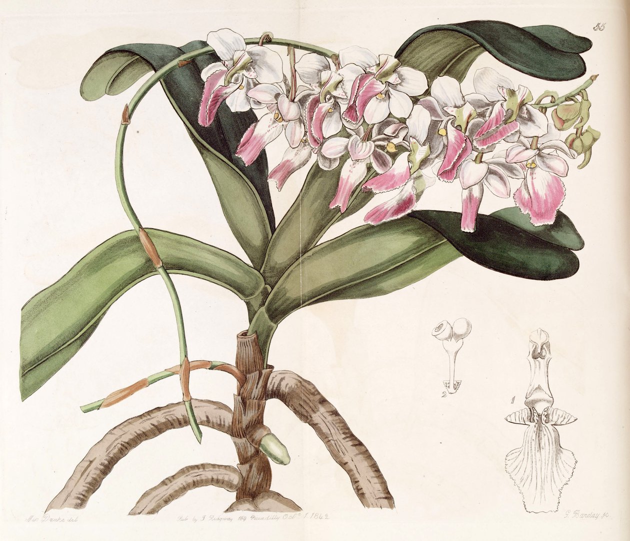 Aerides crispum af Miss Drake