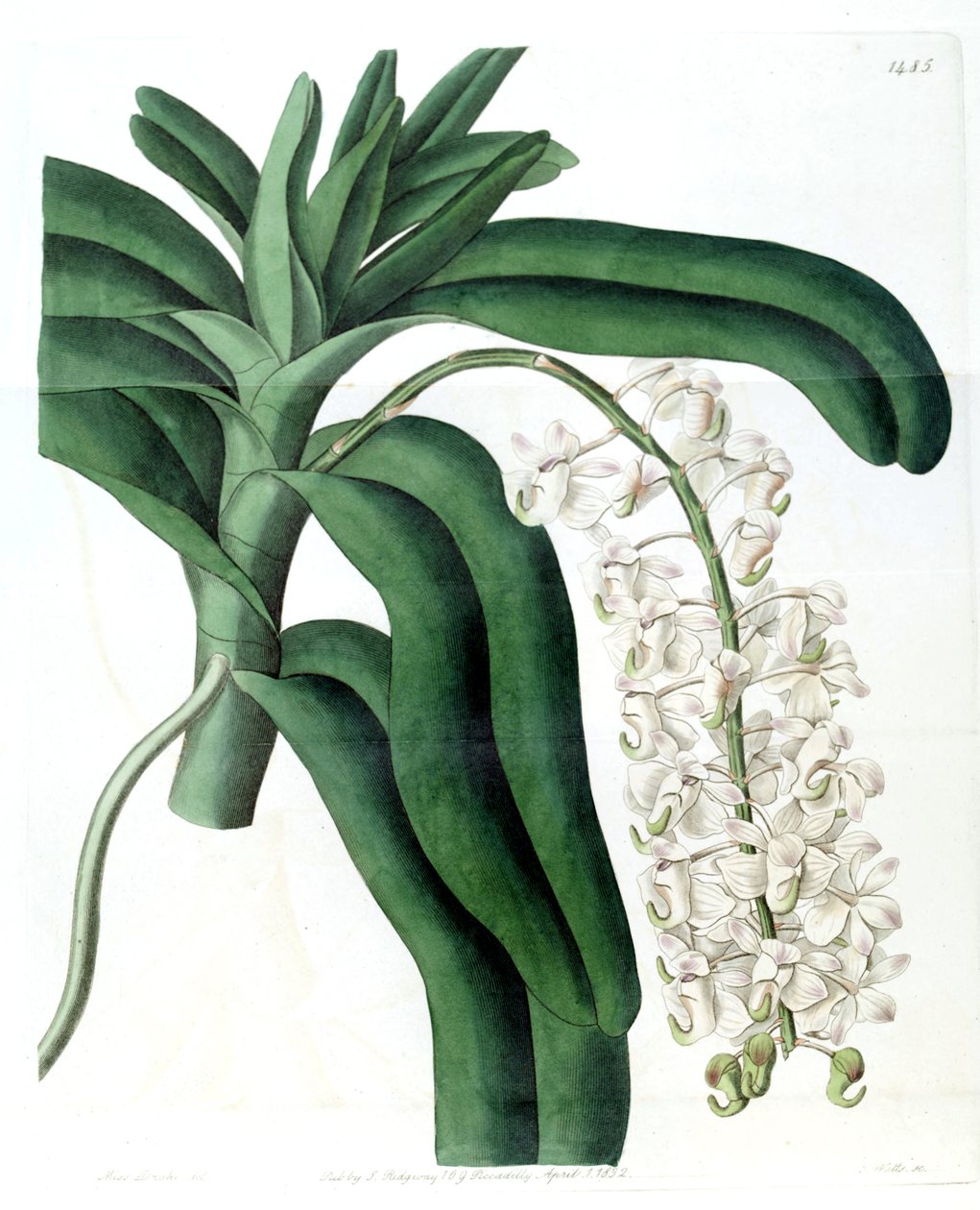 Aerides odoratum (som syn. Aerides cornutum) af Miss Drake